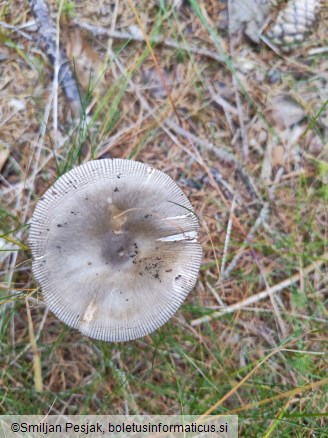 Amanita vaginata