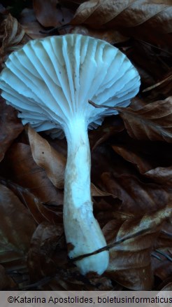 Hygrophorus olivaceoalbus