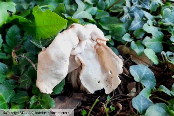 Helvella crispa
