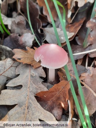 Mycena rosea