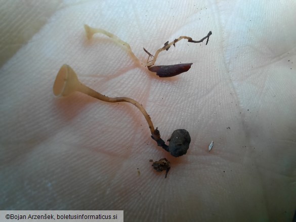 Sclerotinia bulborum