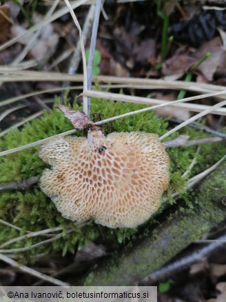 Neofavolus alveolaris