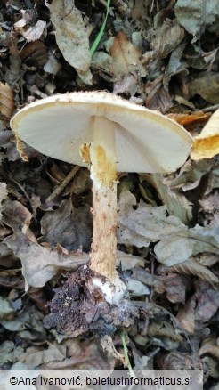 Echinoderma asperum