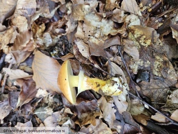 Suillus grevillei