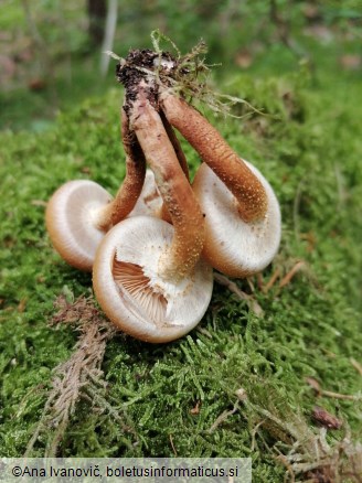 Kuehneromyces mutabilis