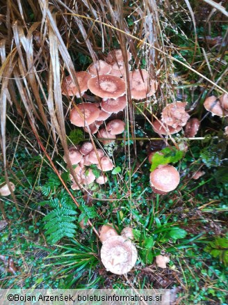 Armillaria ostoyae