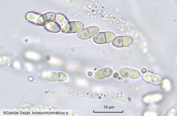 Dialonectria episphaeria