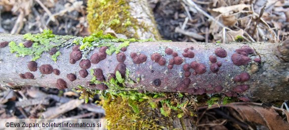 Hypoxylon pseudofuscum