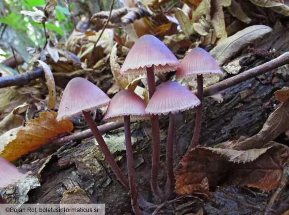 Mycena haematopus