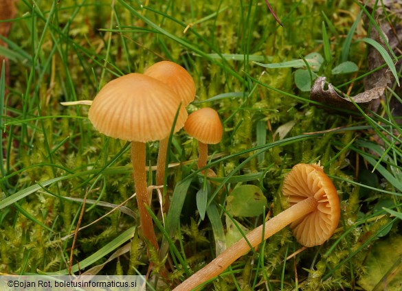Galerina clavata