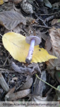 Inocybe geophylla var. lilacina