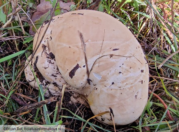 Langermannia gigantea