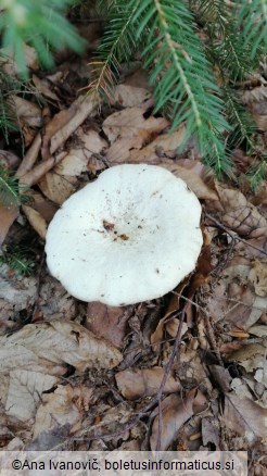 Lactarius piperatus