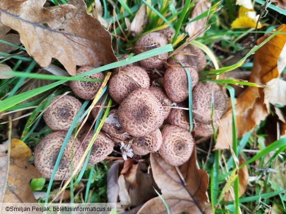 Armillaria obscura