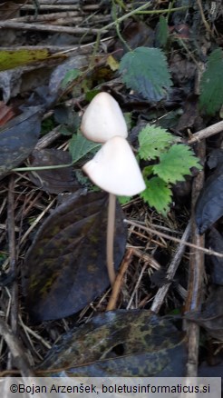 Psathyrella conopilus