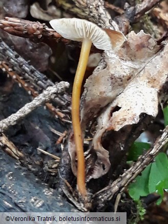 Strobilurus esculentus