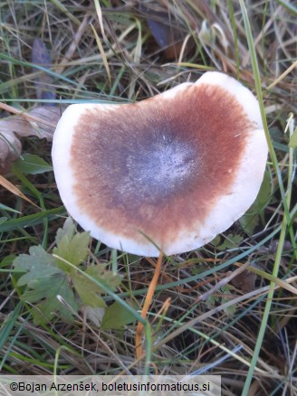 Giacomia mirabilis