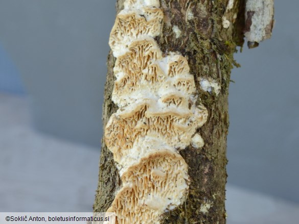 Antrodia serpens