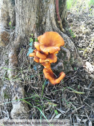 Omphalotus olearius
