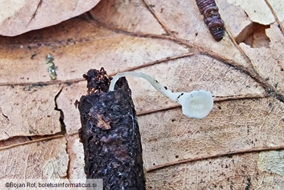 Clavicorona taxophila