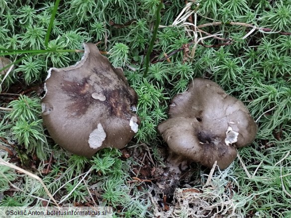 Hygrophorus camarophyllus