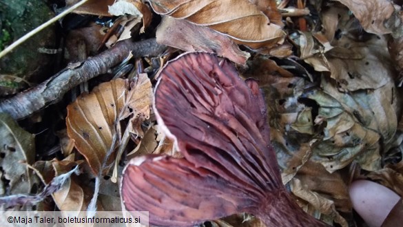 Hygrophorus capreolarius