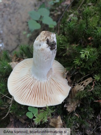 Russula anthracina