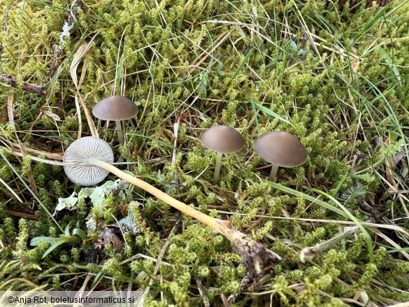 Strobilurus esculentus
