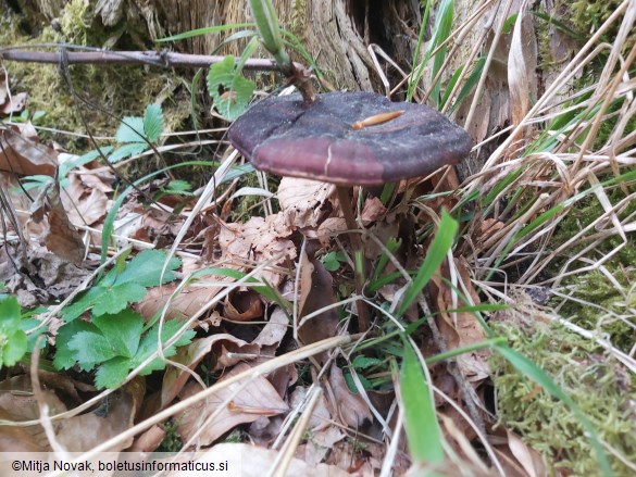 Ganoderma carnosum