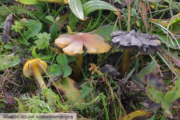 Hygrocybe conica