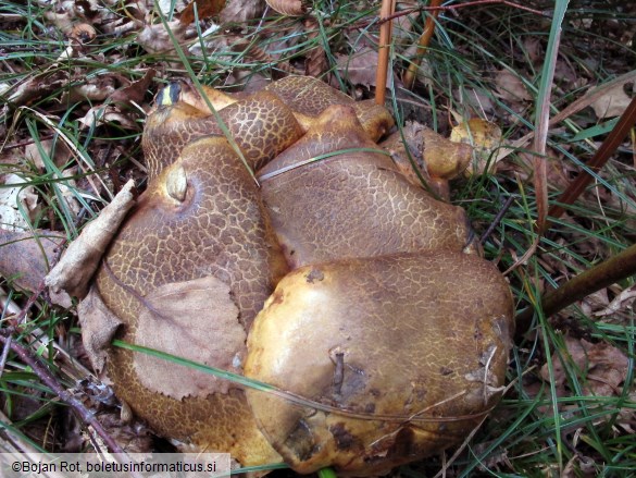 Cyanoboletus pulverulentus