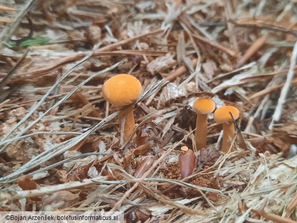 Hygrophoropsis aurantiaca
