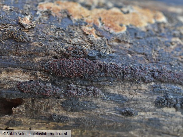 Pseudocosmospora perforaticola