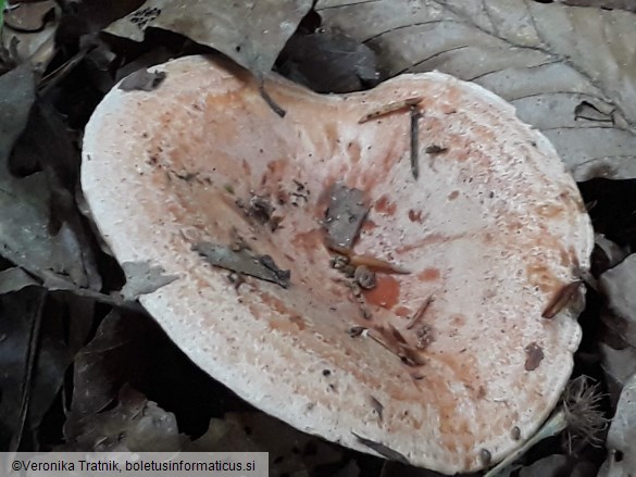 Lactarius deliciosus