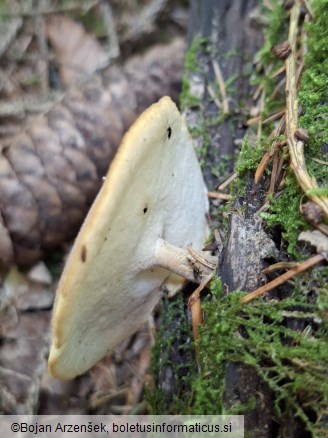 Lentinus substrictus