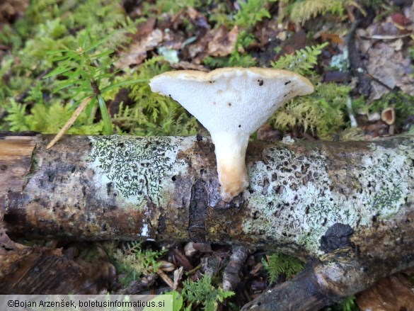 Polyporus tuberaster