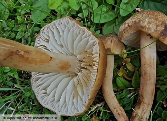 Hygrocybe ingrata