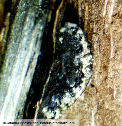 Hypoxylon fuscum