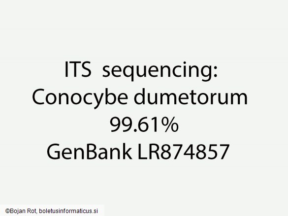 Conocybe dumetorum