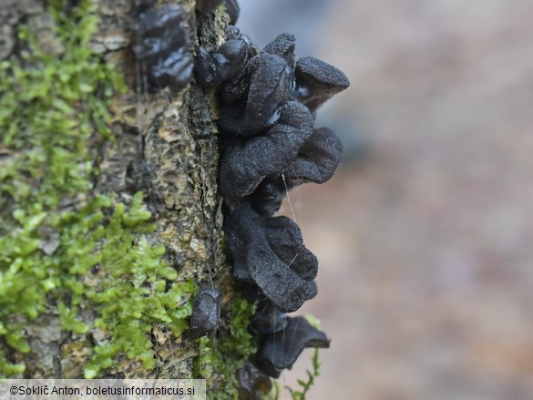 Exidia glandulosa