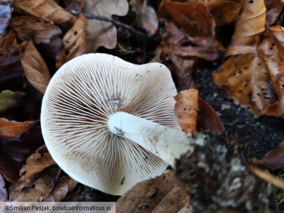 Hebeloma sinapizans