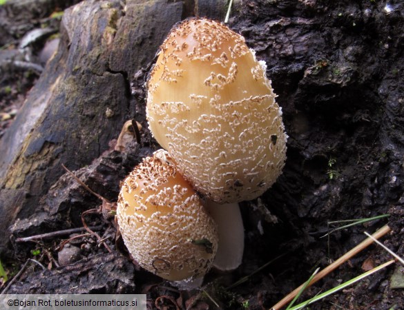 Coprinellus domesticus
