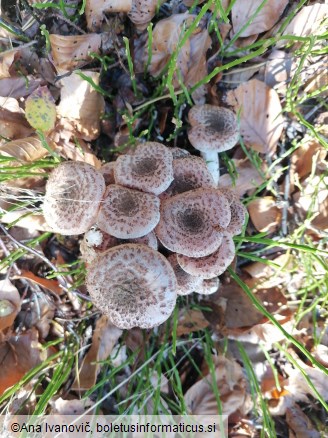 Armillaria ostoyae