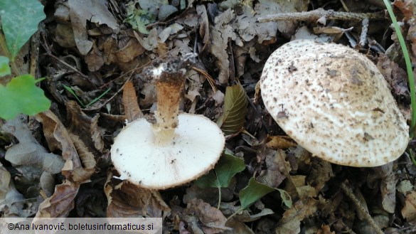 Echinoderma asperum