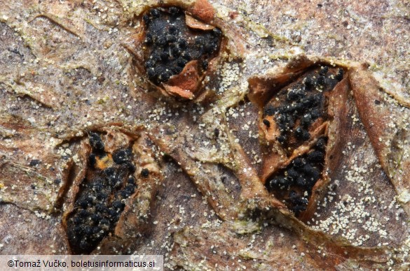 Sillia ferruginea