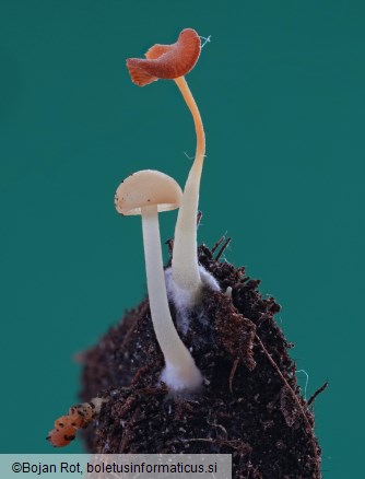 Lactocollybia epia