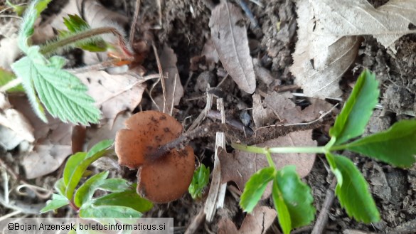 Dumontinia tuberosa