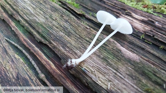 Hemimycena cucullata