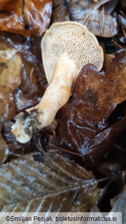 Hydnum rufescens