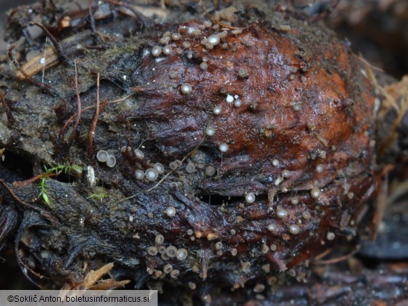 Brunnipila fuscescens